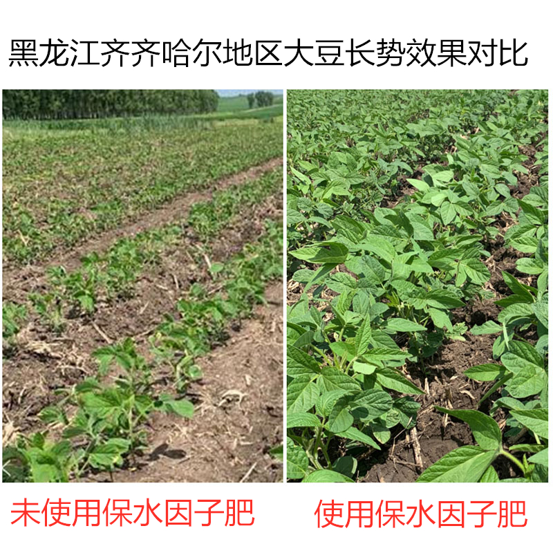 黑龍江齊齊哈爾地區(qū)大豆，使用保水因子肥前后長勢效果對比