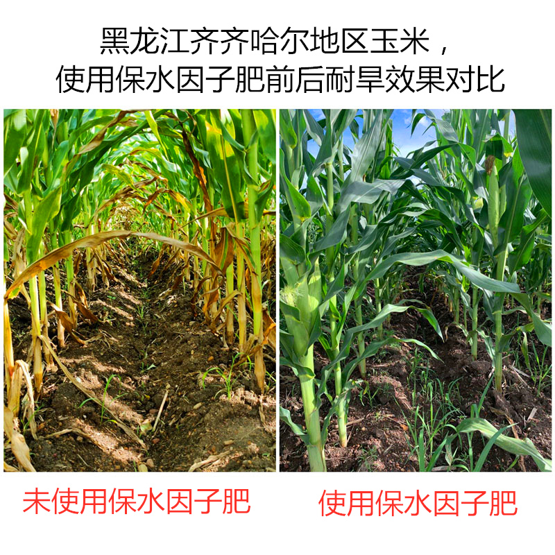 黑龍江齊齊哈爾地區(qū)玉米，使用保水因子肥前后耐旱效果對比