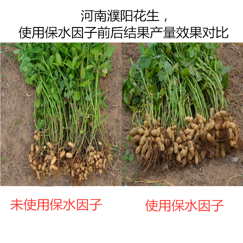 河南濮陽花生，使用保水因子前后結(jié)果產(chǎn)量效果對比