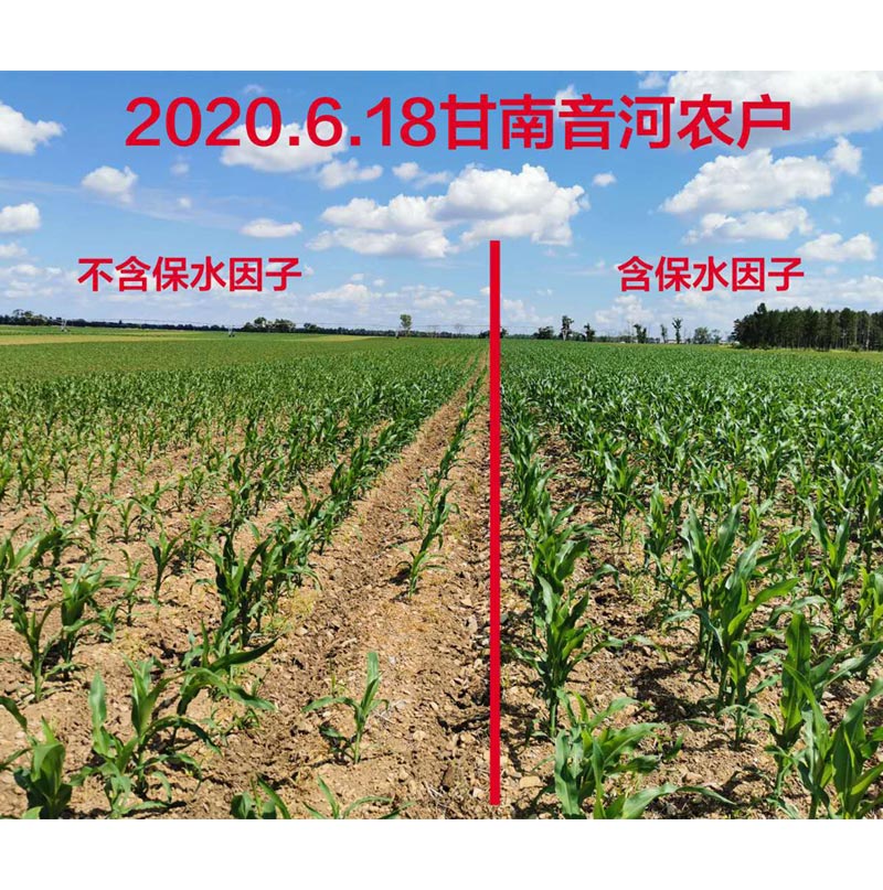 黑龍江齊齊哈爾地區(qū)玉米，使用保水因子肥前后長勢效果對比