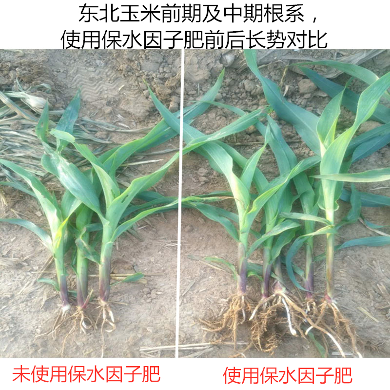 東北玉米前期及中期根系，使用保水因子肥前后長勢對比