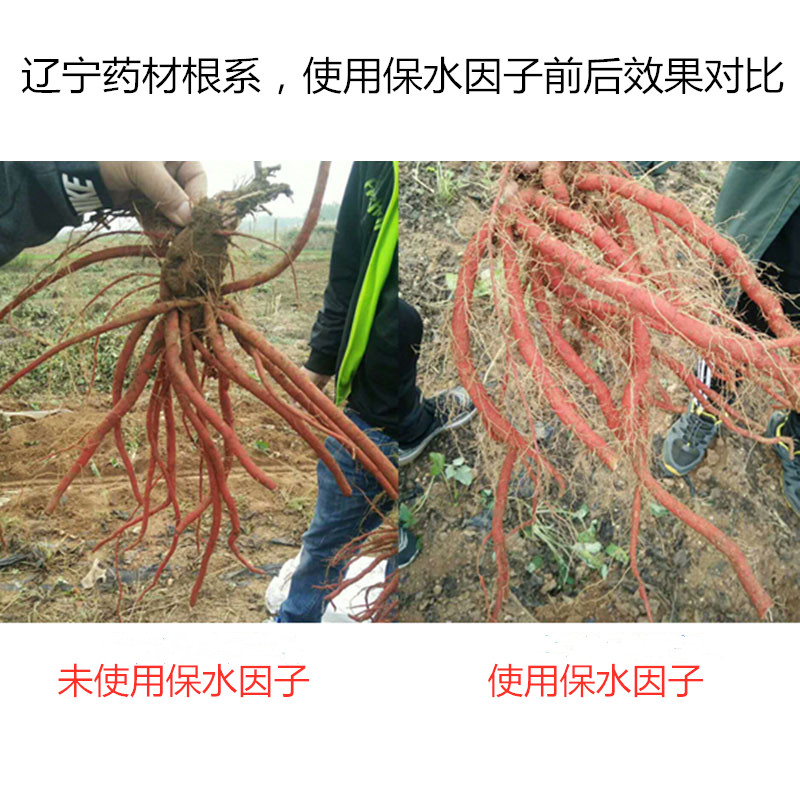 遼寧藥材根系，使用保水因子前后效果對比