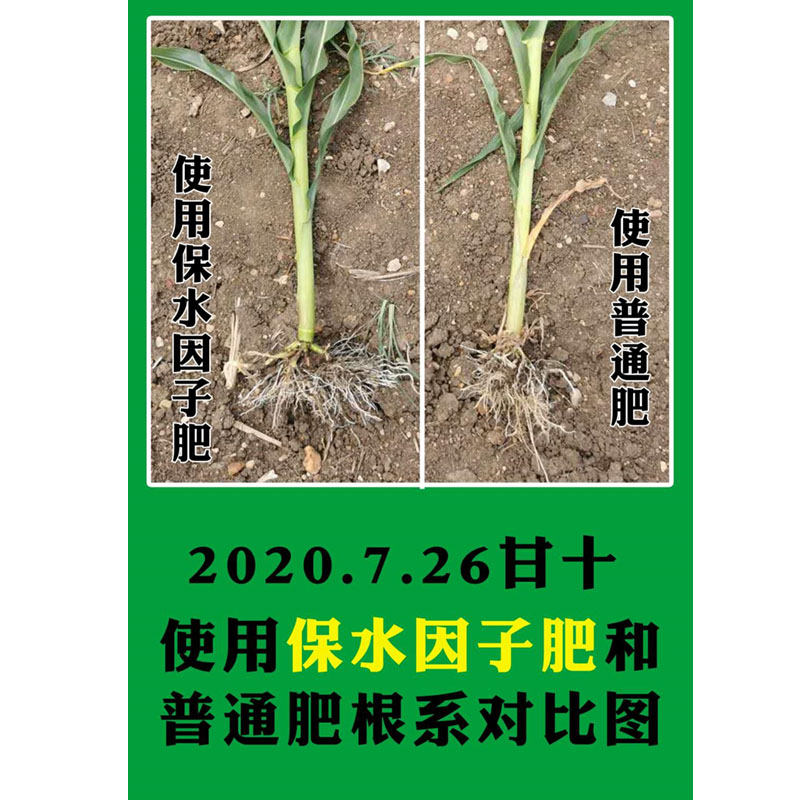 黃瓜苗根系，使用保水因子前后效果對比