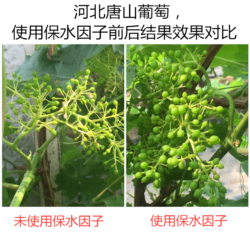河北唐山葡萄，使用保水因子前后結(jié)果效果對比