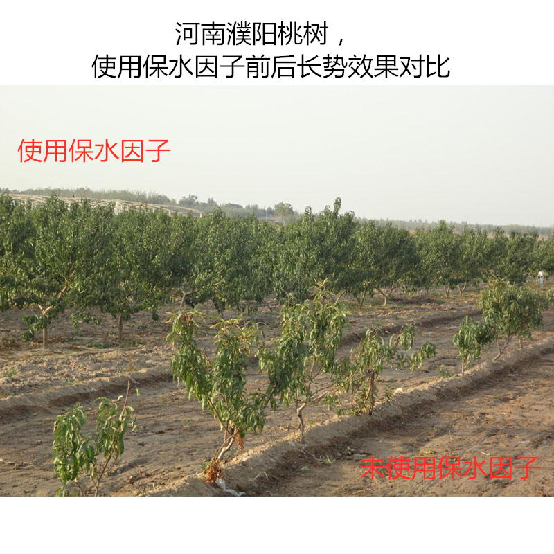 河南濮陽桃樹，使用保水因子前后長勢效果對比