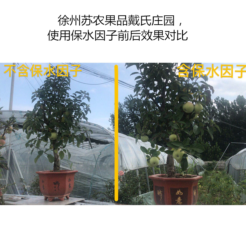 徐州蘇農(nóng)果品戴氏莊園，使用保水因子前后效果對比