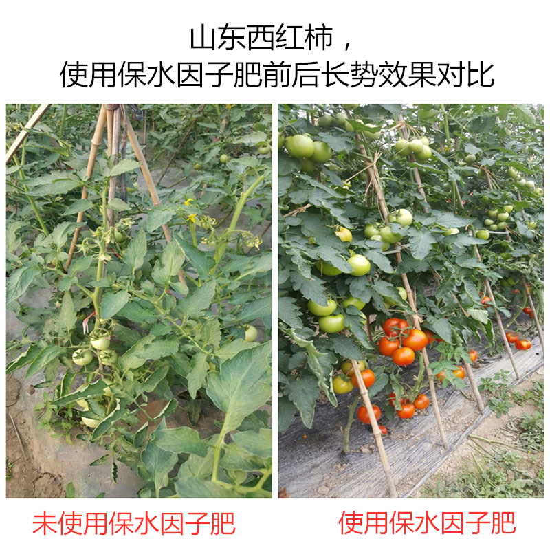 山東西紅柿，使用保水因子肥前后長勢效果對比