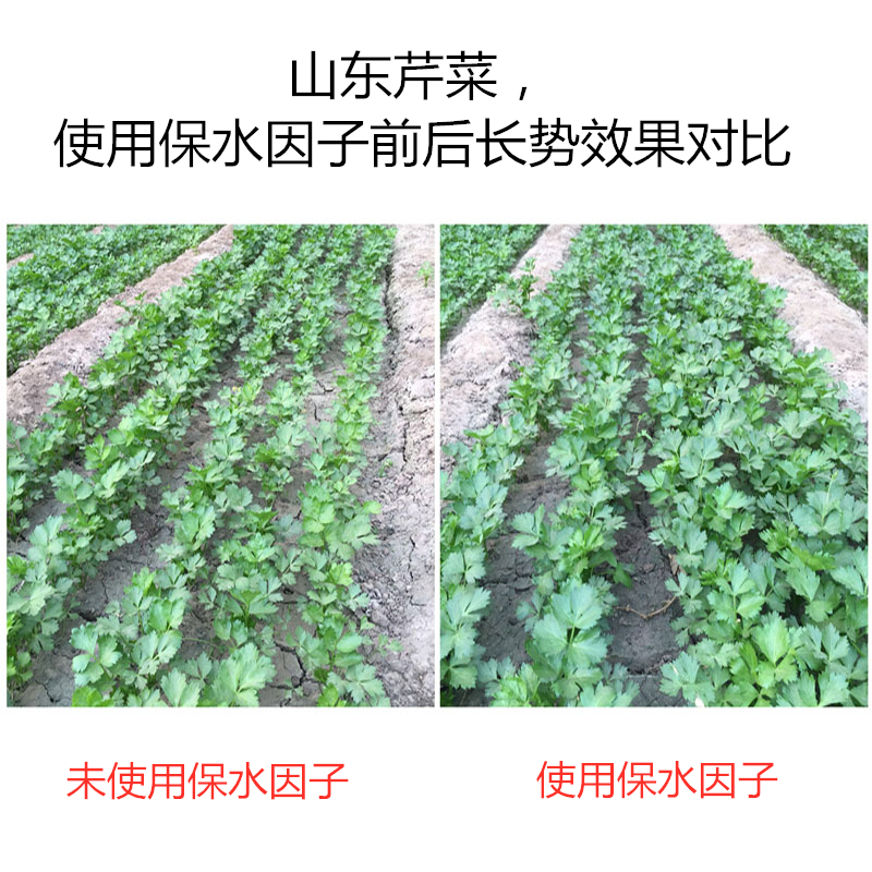 山東芹菜，使用保水因子前后長勢效果對比