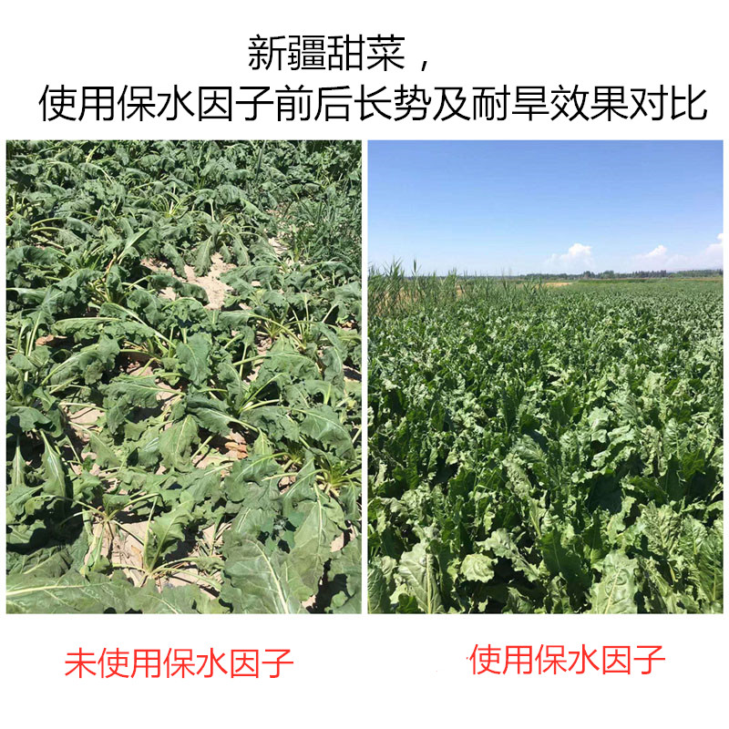 新疆甜菜，使用保水因子前后長勢及耐旱效果對比