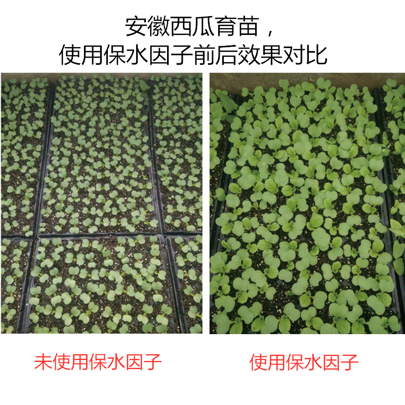 安徽西瓜育苗，使用保水因子前后效果對比