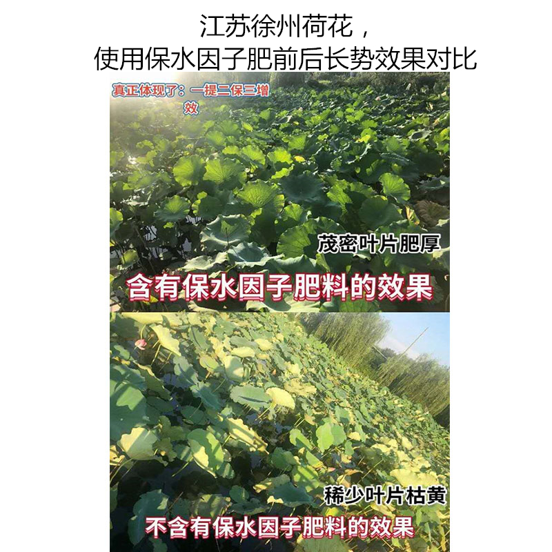 江蘇徐州荷花，使用保水因子肥前后長勢效果對比