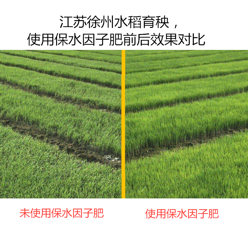 江蘇徐州水稻育秧，使用保水因子肥前后效果對比